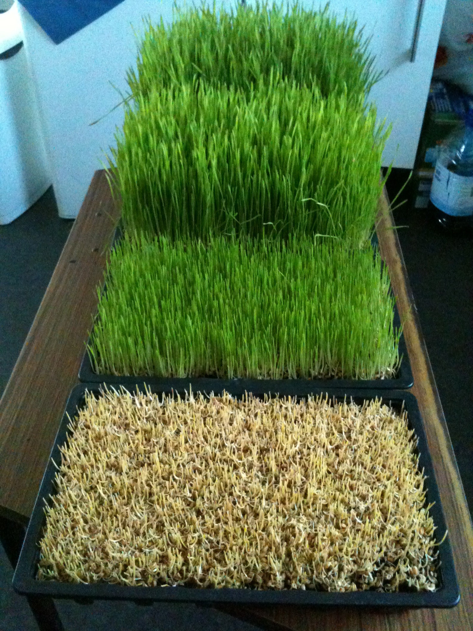 ORGANIC Non GMO Wheat grass seeds for chickens cats humans. Etsy