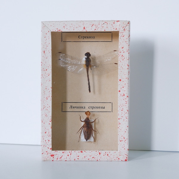 Insect Display Box Etsy