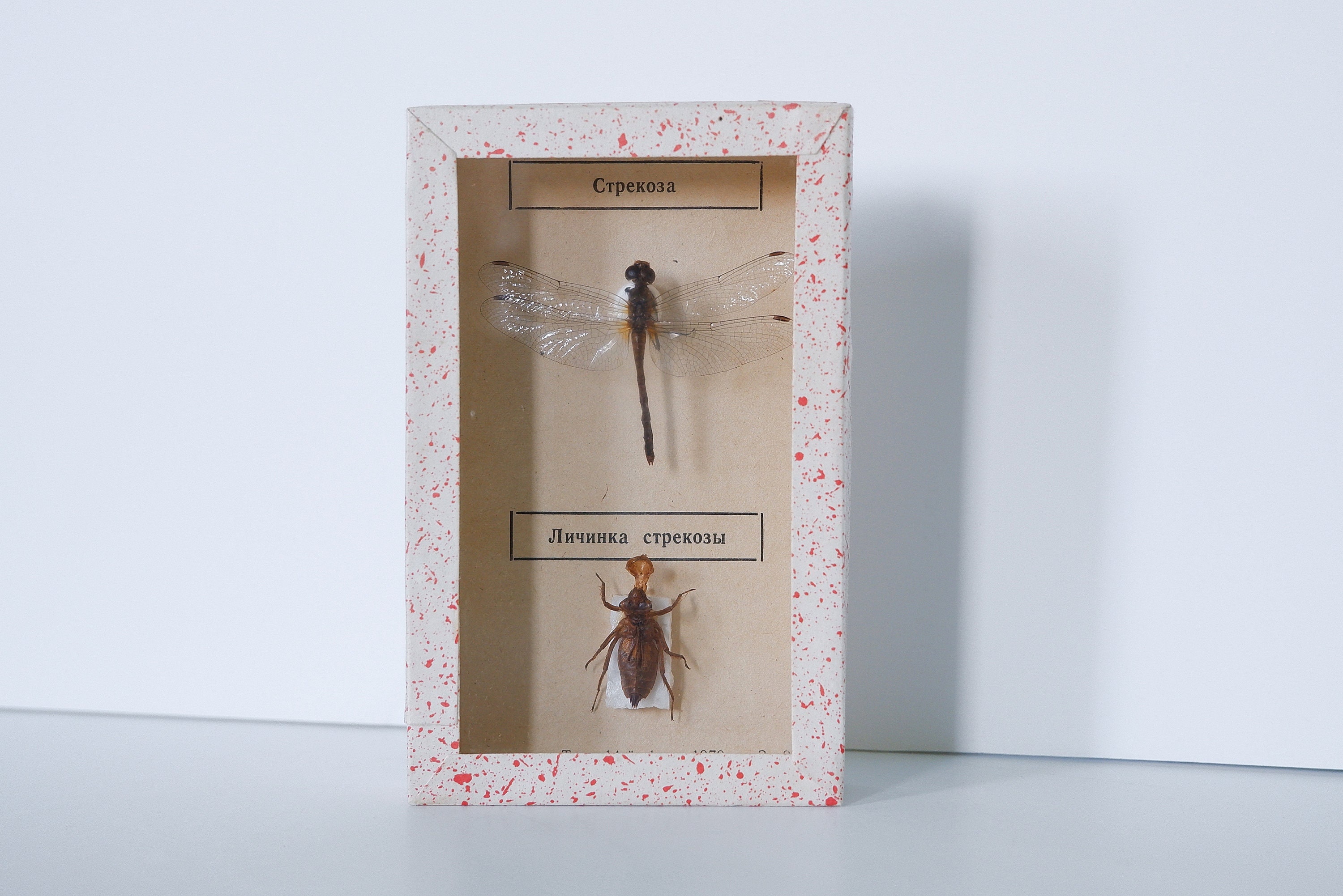 Plastic Collection Display Box  Insects Decor Transparent Box