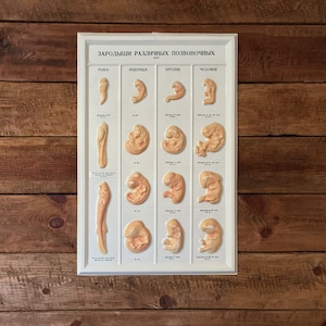 Educatieve plastic poster van embryo's | Sovjettijdperk schooluitrusting | Grote gegoten biologiekaart