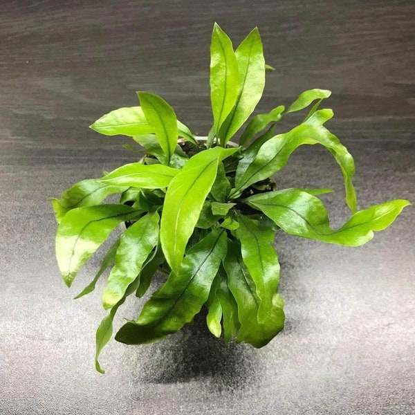 Microsorum pteropus 'java fern' (terrarium plant)