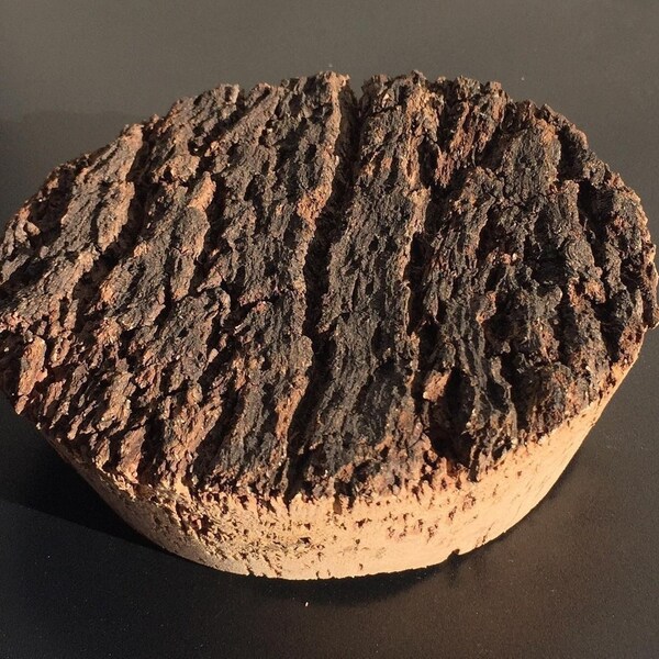 Bark topped cork terrarium lid (bottom diameter approx 139mm)