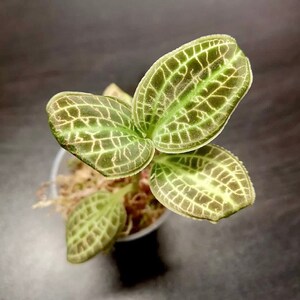 Macodes sanderiana jewel orchid (rare terrarium plant)