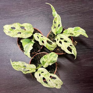 Monstera Frozen Freckles 6cm Pot ( Variegated Plant ) - Etsy India