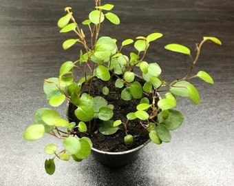 Muehlenbeckia complexa "necklace vine" ( miniature terrarium plant )
