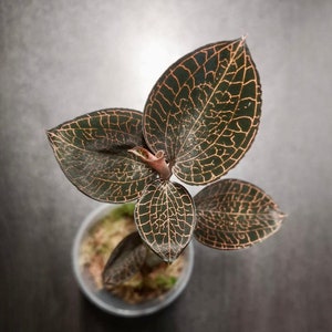 Anoectochilus roxburghii 'firebird' jewel orchid (rare terrarium plant)