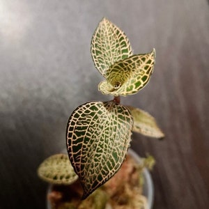 Anoectochilus roxburghii 'light form'' jewel orchid (rare terrarium plant)