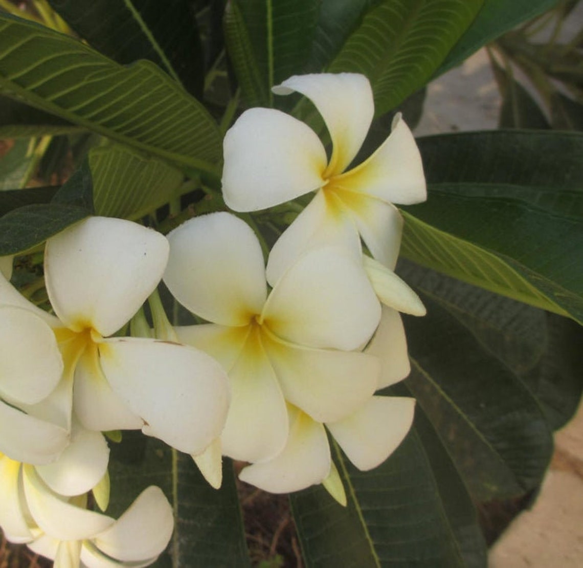 FRANGIPANI essential oil 100 pure hydrodistilled White Etsy
