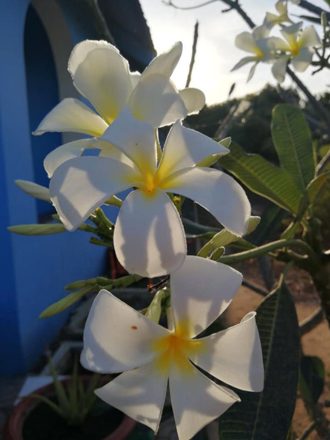 FRANGIPANI essential oil 100 pure hydrodistilled White Etsy