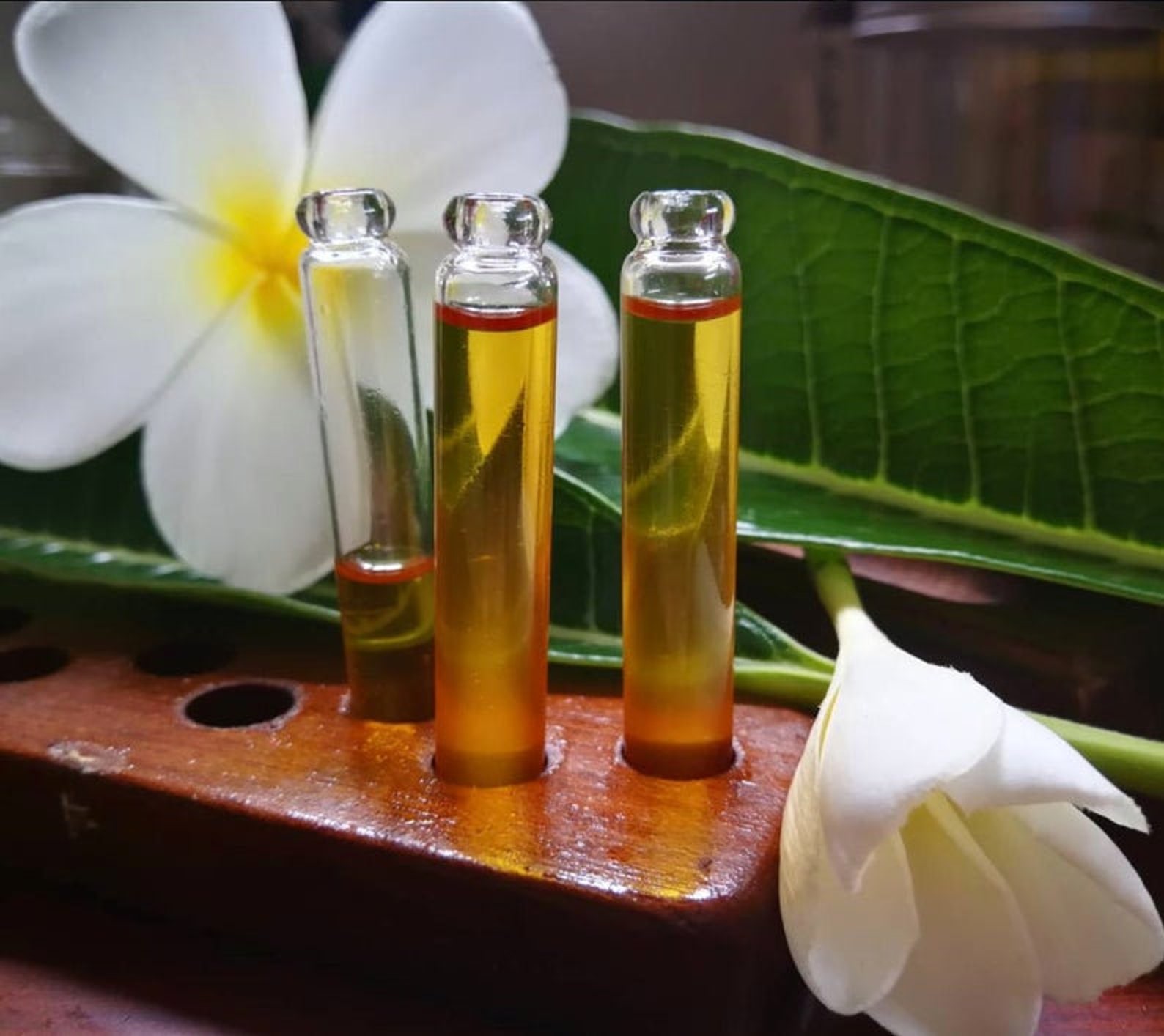 FRANGIPANI essential oil 100 pure hydrodistilled White Etsy