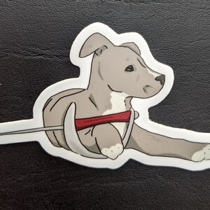 May include: A grey and white puppy with a red collar is lying on its side with its head turned to the right. The puppy is wearing a red collar with a silver buckle.