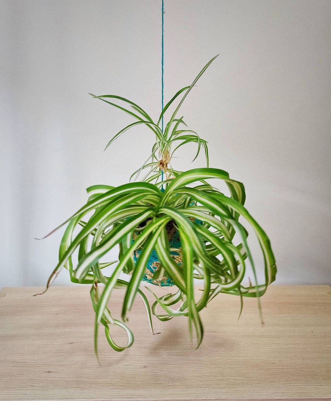 Kokedama Bonnie/Spider Plant Chlorophytum Comosum Etsy