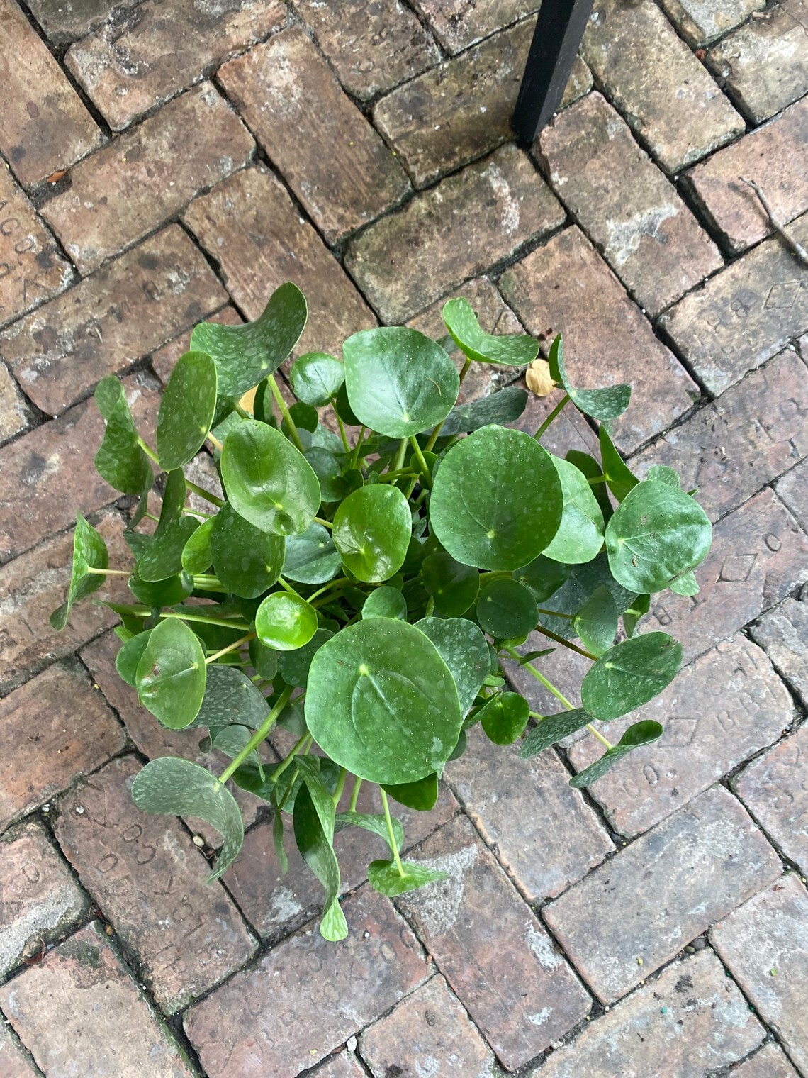 Pilea Peperomioides Large and Full Etsy