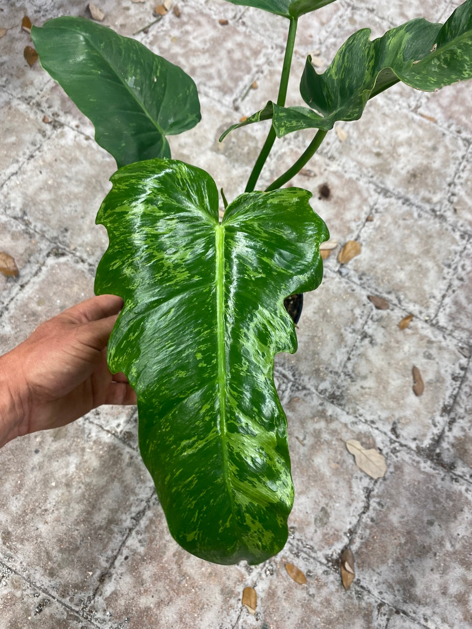 Philodendron Mottled Dragon US multiple growth points | Etsy