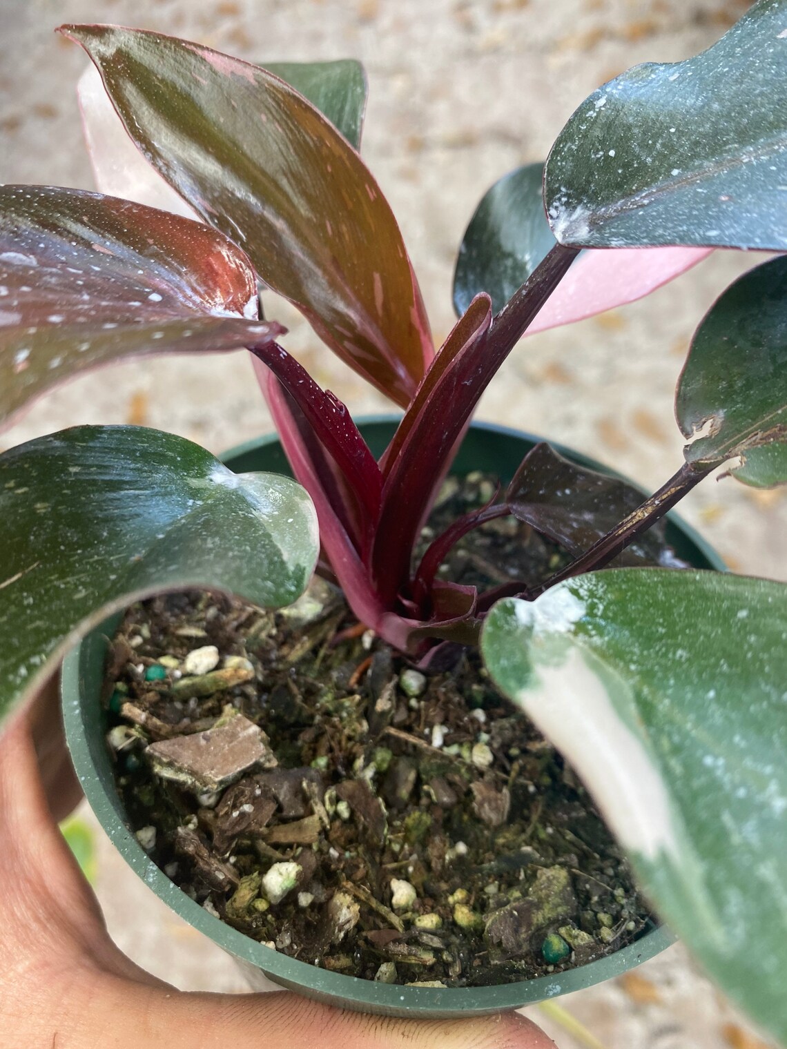 Philodendron Pink Princess Uk