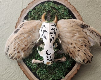 Mink skull mount, "Demon Mount"