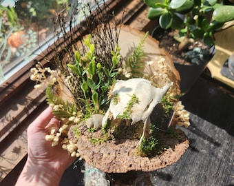 Deer Skull Mount