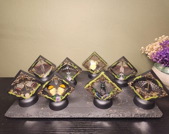 Mini Framed Insects