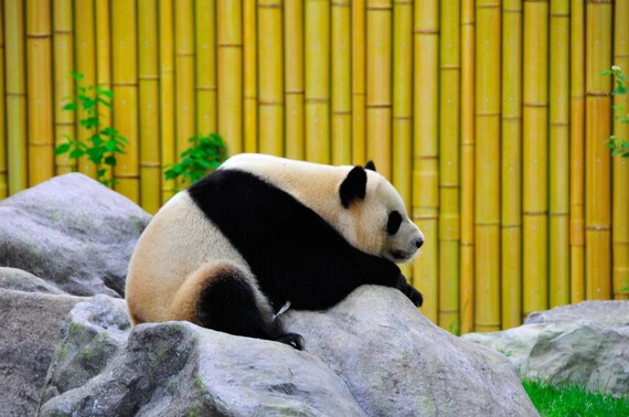 Panda - voller Bohrer Diamant Malerei Set - Etsy.de
