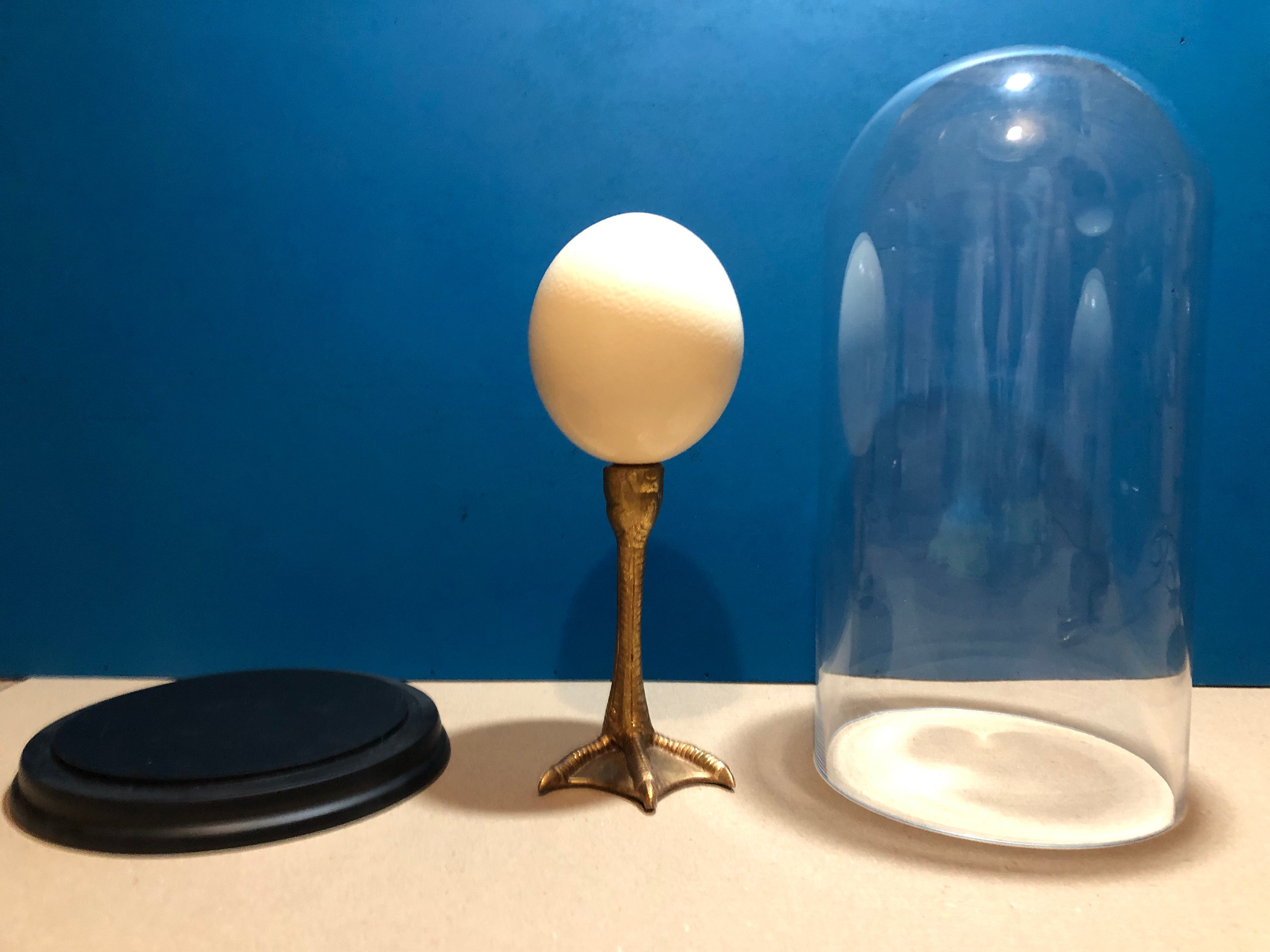 Oeuf d'autruche sur Patte Palmée Sous Cloche de Verre