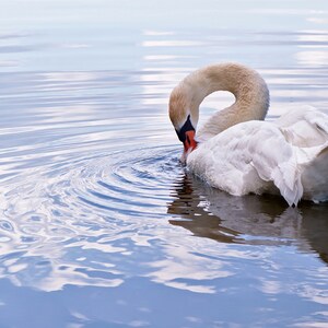 May include: A white swan with a long neck and orange beak preens its feathers while floating on a blue lake. The water is calm and reflects the sky.
