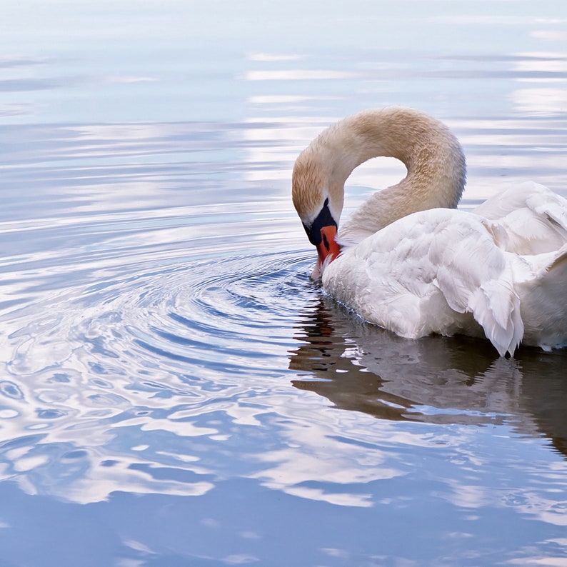 May include: A white swan with a long neck and orange beak preens its feathers while floating on a blue lake. The water is calm and reflects the sky.