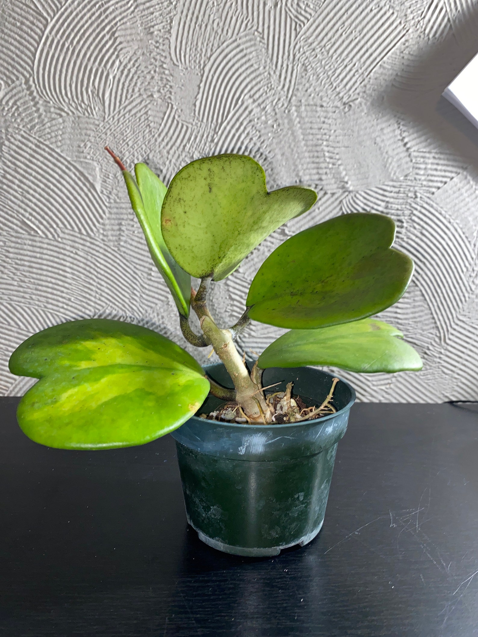 Hoya Kerri reverse variegated exotic 4 | Etsy