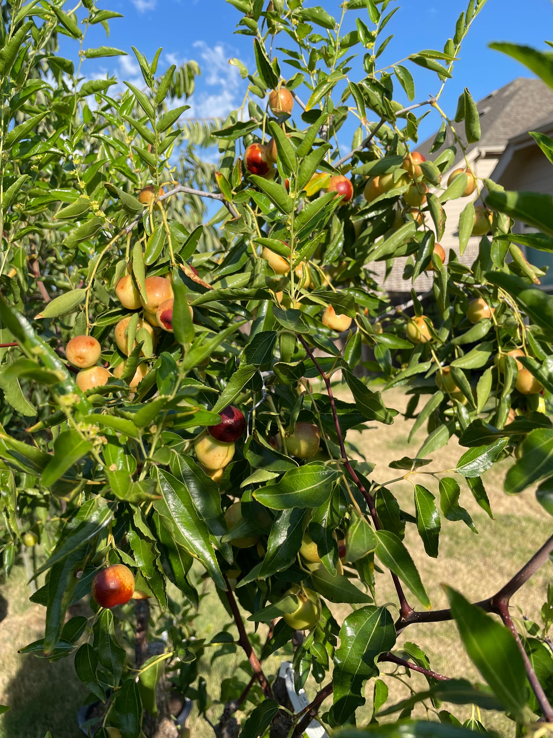 Honeyjar Jujube Tree Small Cuttings 3 Qty Not a Live Tree Etsy