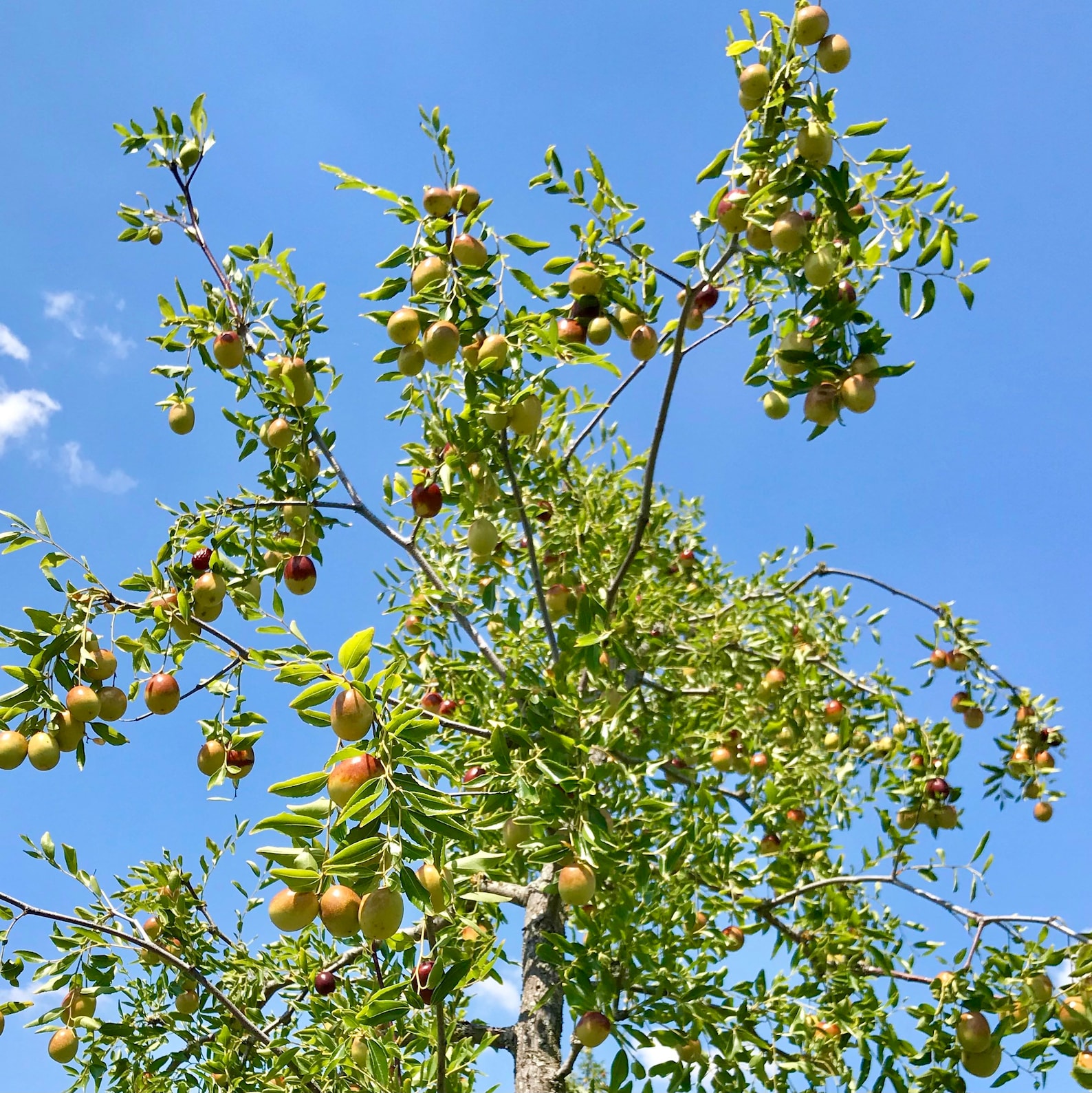 Li Jujube tree Small 6in to 1 ft. Last few available for Etsy