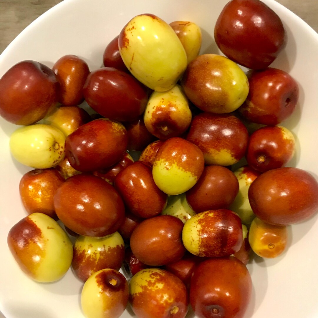 Jujube Tree Cuttings – Multiple Varieties | Unrooted Scionwood for