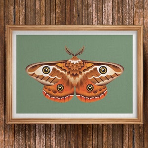 Emperor Moth | Art Print | Wall Art | 8x10/ 12x12 | Unframed - Moth Illustration | Illustrated Print