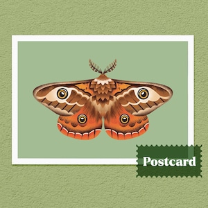 traça de imperador cartão postal | arte da traça 4x6 cartão postal | feito à mão cartão postal | impressão da arte cartão postal | Cartão postal e envelope da traça | Cartão Postal Inseto
