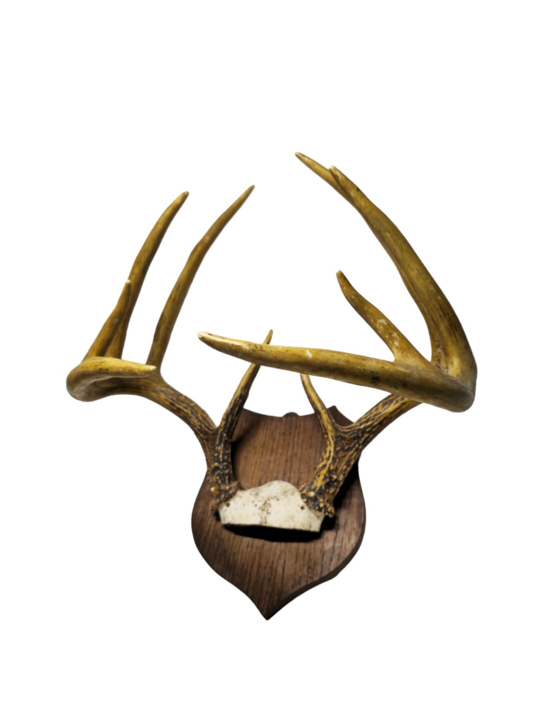 Taxidermy Whitetailed Deer Antlers Mounted Odocoileus Etsy