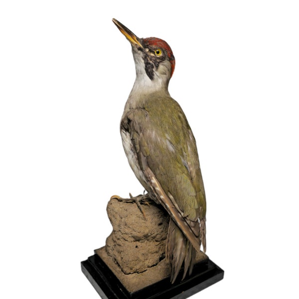 Taxidermie Grand pic écailleux monté Picus viridis oiseau