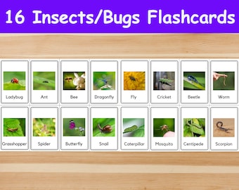 16 Insects, Bugs Flashcards / Image Cards for Kids, preschoolers. Nomenclature Cards. Printable Activity. Montessori.