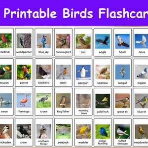 32 Birds Flashcards / Image Cards for Kids, preschoolers. Nomenclature Cards. Printable Activity. Montessori.