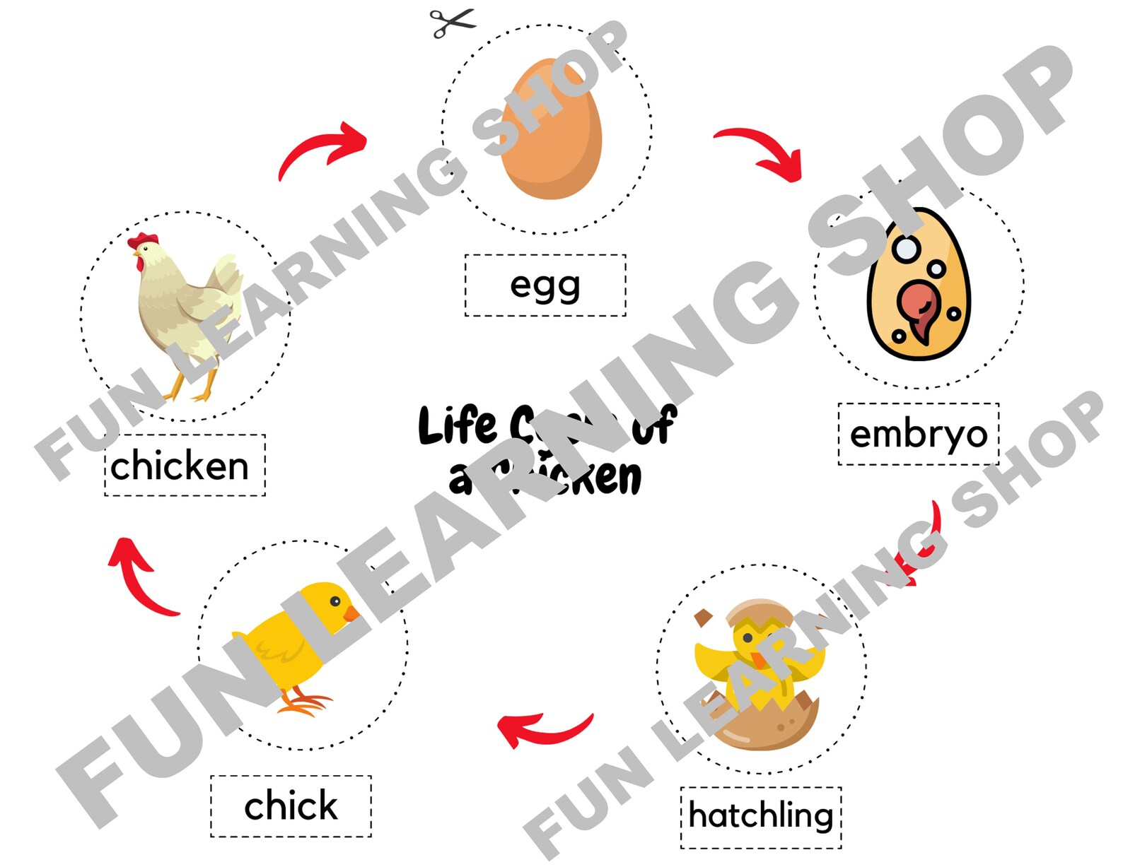 Chicken Life Cycle Flash Cards, Printable Activity (digital Download ...