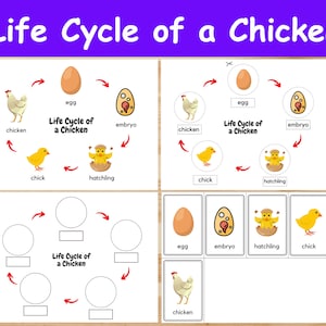 Ciclo de vida de un pollo / tarjetas flash, tarjetas de imagen para niños, preescolares. Tarjetas de nomenclatura. Actividad imprimible. Montessori.