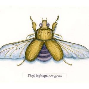 May include: Watercolor illustration of a Phyllophaga congrua beetle. The beetle has a tan body with purple and white wings. The text "Phyllophaga congrua" is written below the beetle.