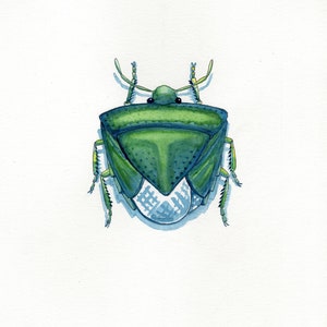 Könnte beinhalten: Aquarell-Illustration einer grünen Baumwanze auf weißem Hintergrund. Der Körper des Käfers ist eine Mischung aus dunklen und hellen Grüntönen, mit einem detaillierten, strukturierten Muster auf der Unterseite. Zarte Fühler und Beine fügen Details hinzu.