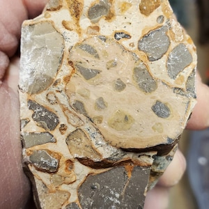 Rough Raw Leopardite 1 lb lot