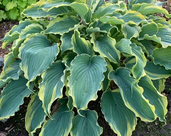 Hosta 'Voices in the Wind' PP33265 CPBRAF SHADOWLAND® Collection