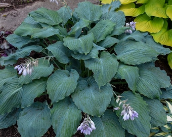 Hosta 'Diamond Lake' PP30769 SHADOWLAND® Collection