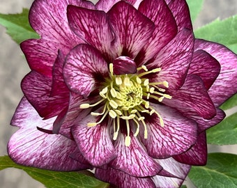 Helleborus'Whirlwind Romance'WEDDING PARTY® Series