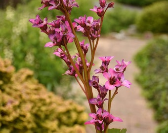 Bergenia 'Once upon a Dream' PPAF