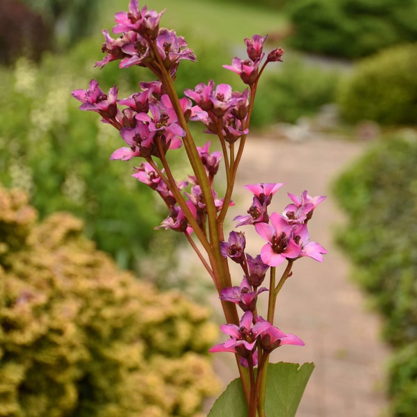 Bergenia 'Once upon a Dream' PPAF