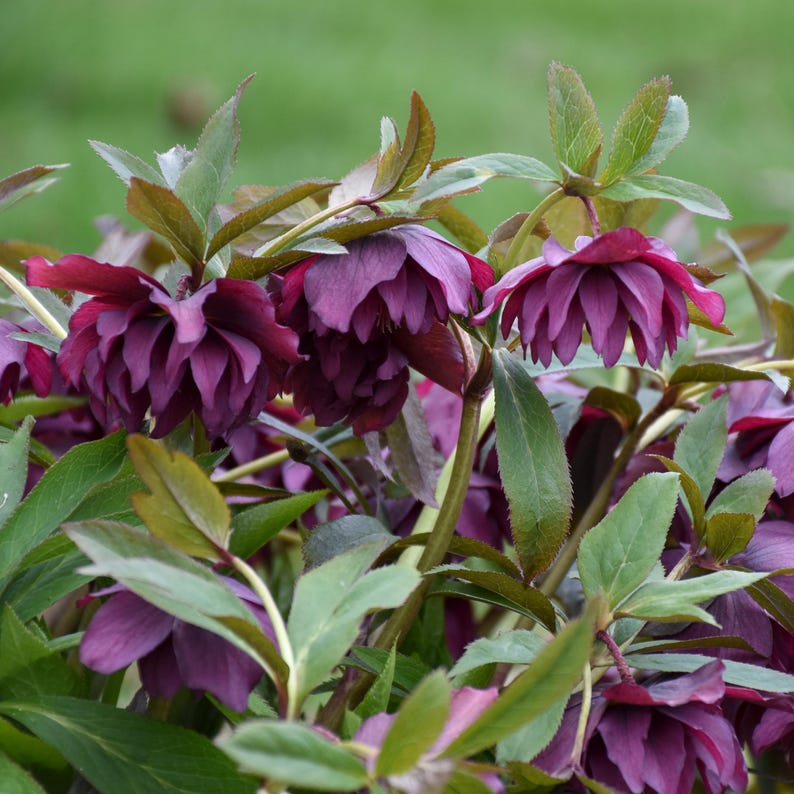 SherwoodGrowers Lenten Rose - Thumbnail 2