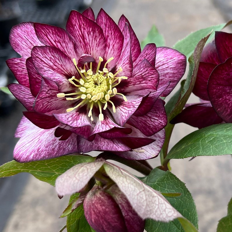 SherwoodGrowers Helleborus Whirlwind Romance - Thumbnail 2