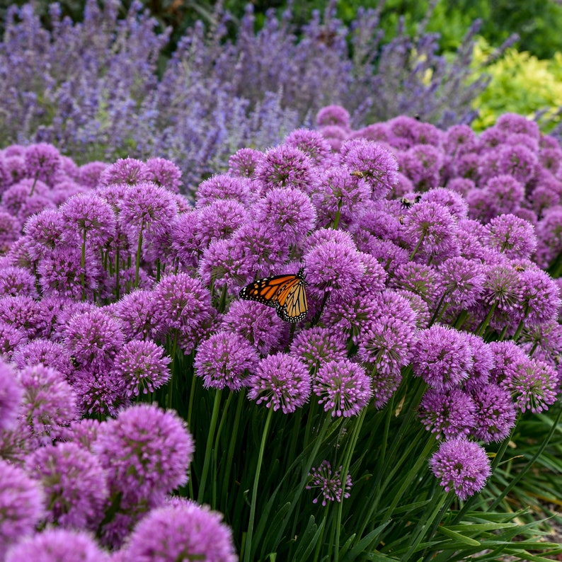 Allium 'Serendipity' PP32023 CPBRAF image 1