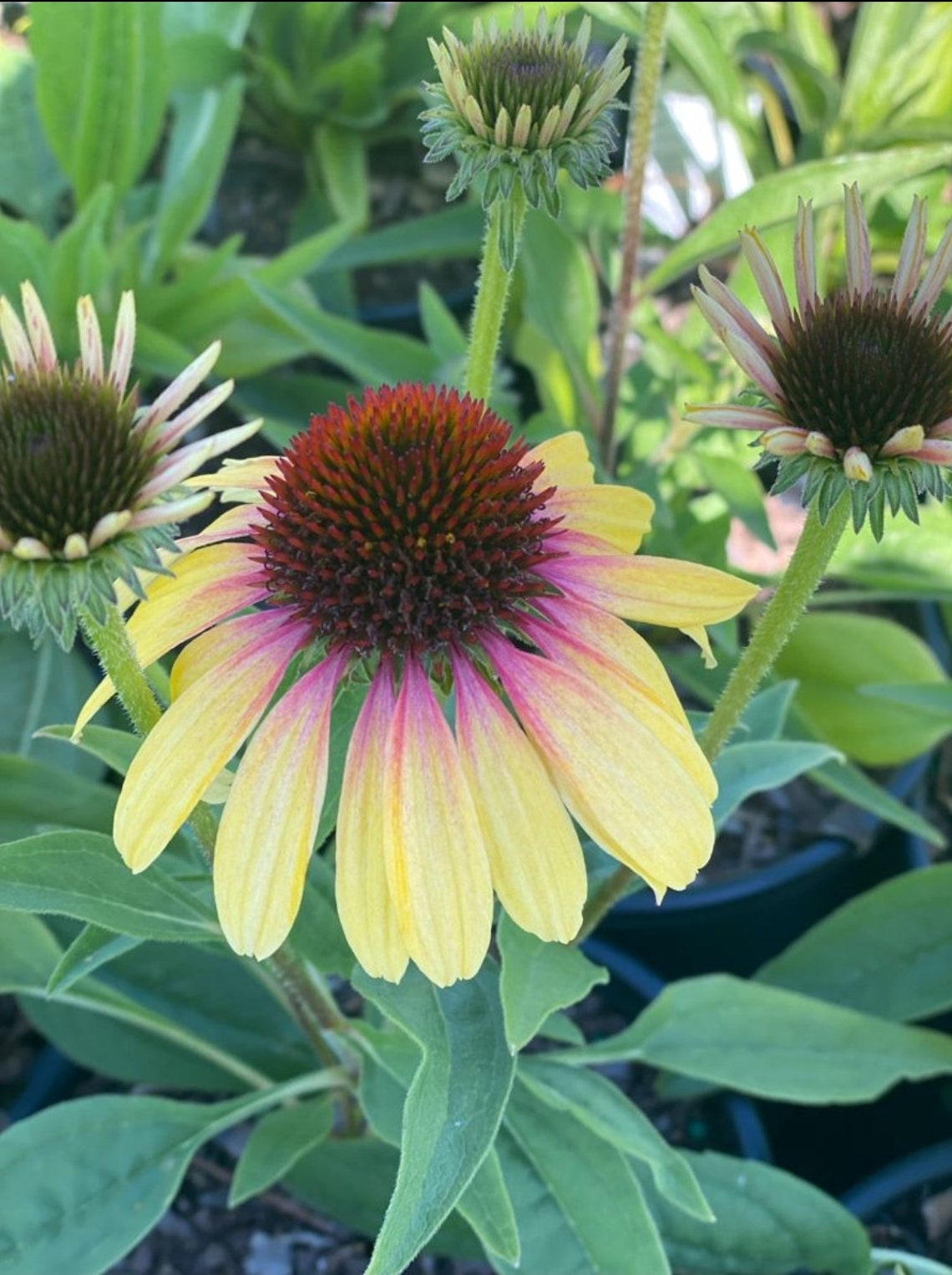Echinacea Rainbow